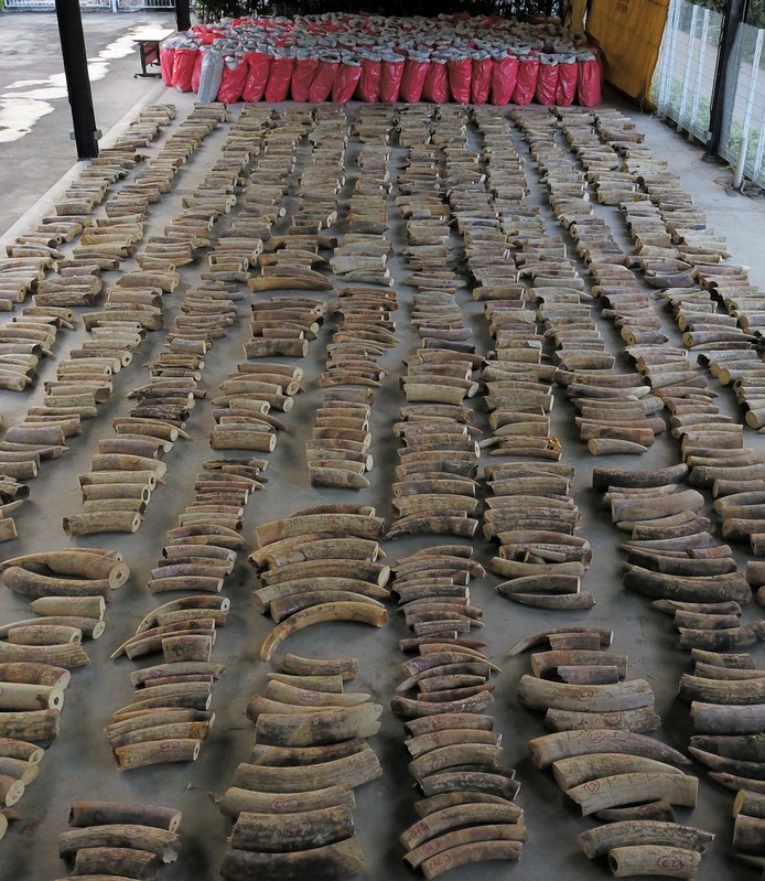 Pangolin scales and elephant ivory that were seized by Singapore's National Parks Board, Customs and Immigration and Checkpoints Authority from a shipment from the Democratic Republic of Congo are seen in Singapore