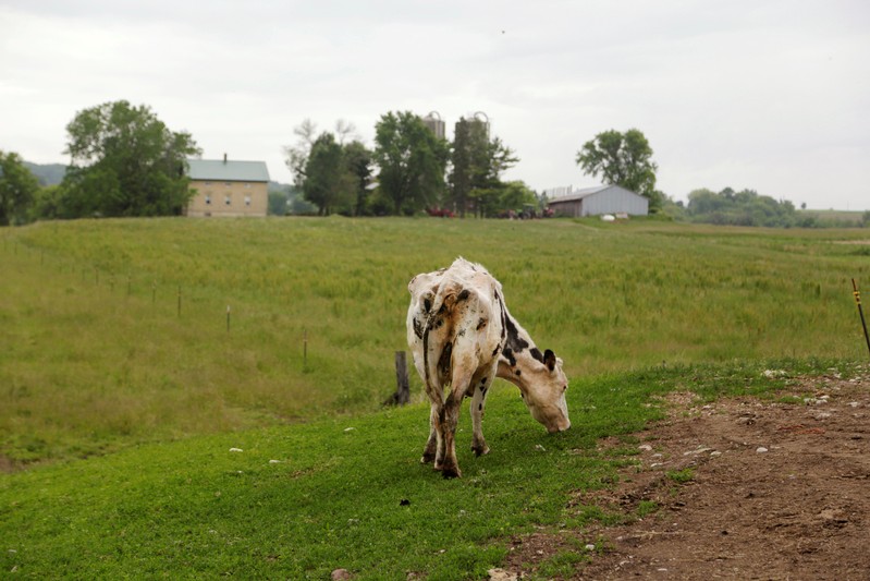 A dairy cow is seen grazing at the family farm, God Green Acres in Mayville