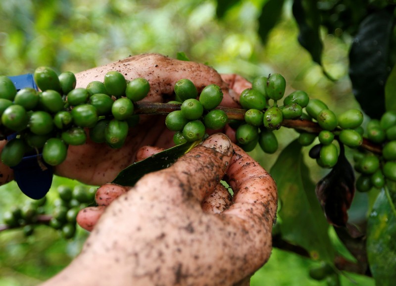 A worker picks coffee fruits at a plantation in Pueblorrico