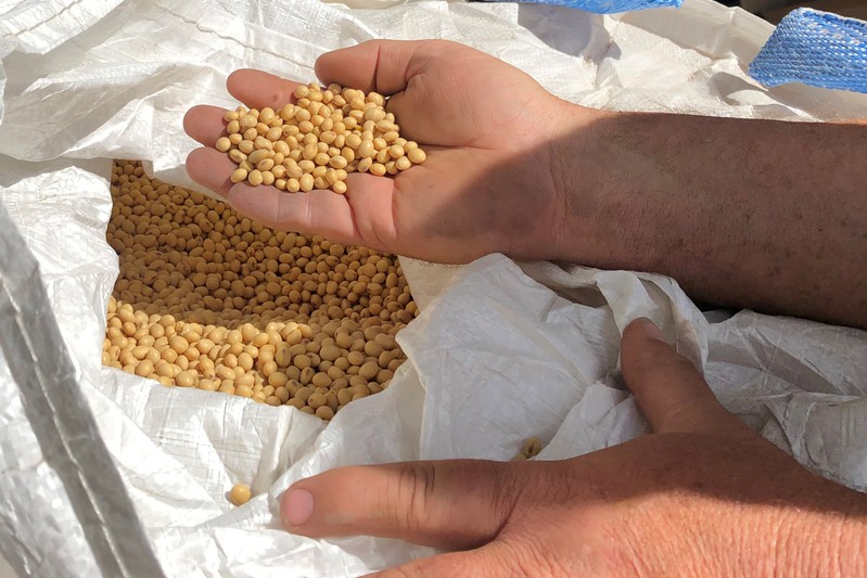 FILE PHOTO: Farmer Dave Walton holds soybeans in Wilton