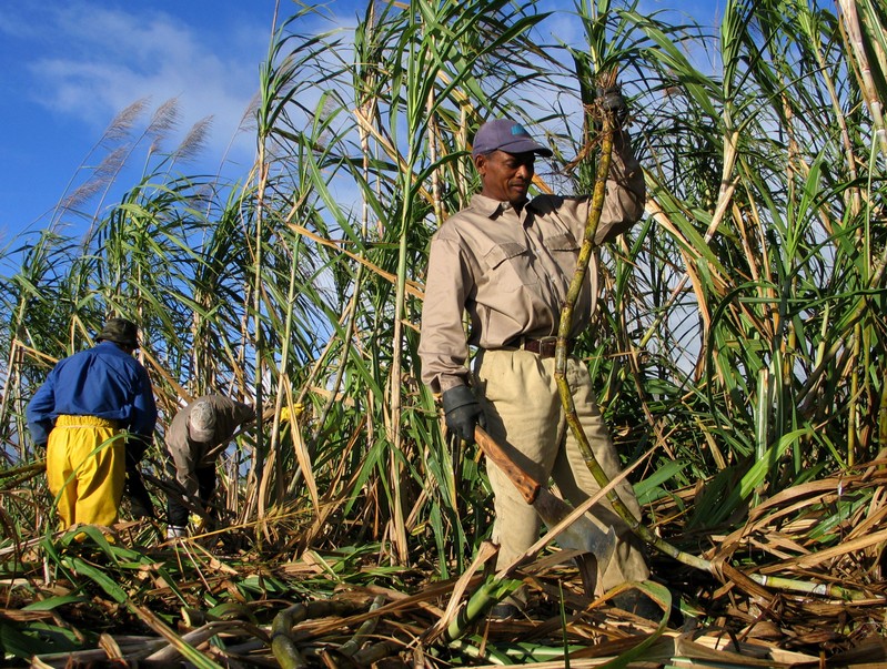 Workers harvest sugar cane at a plantation in Rose Belle