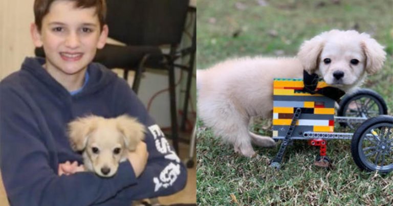 12-year-old boy builds Lego wheelchair for dog born without legs