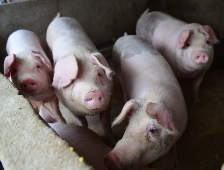 China’s hog herd may drop by 55% due to fatal swine fever, says Rabobank