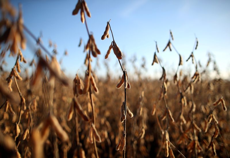 FILE PHOTO: Soy plants are seen at a farm in Carlos Casares