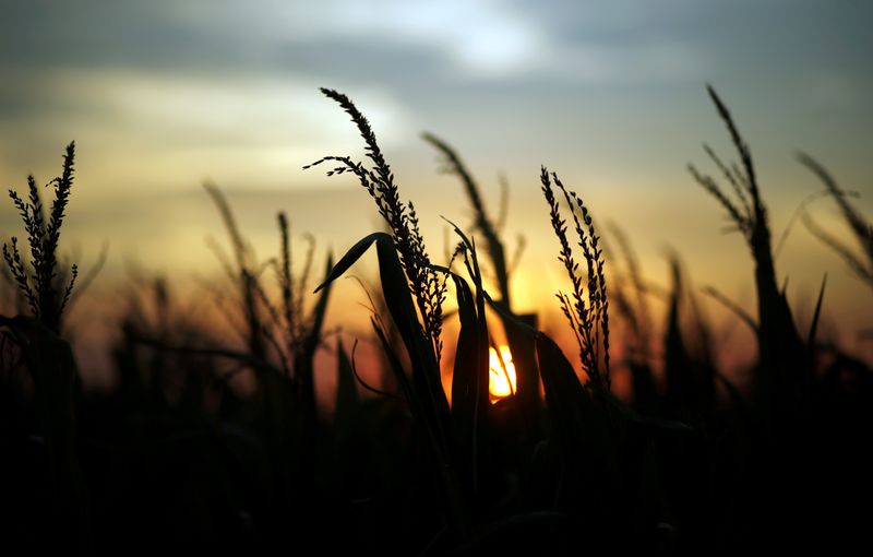 FILE PHOTO: Corn plants are seen at sunset in a farm near Rafaela