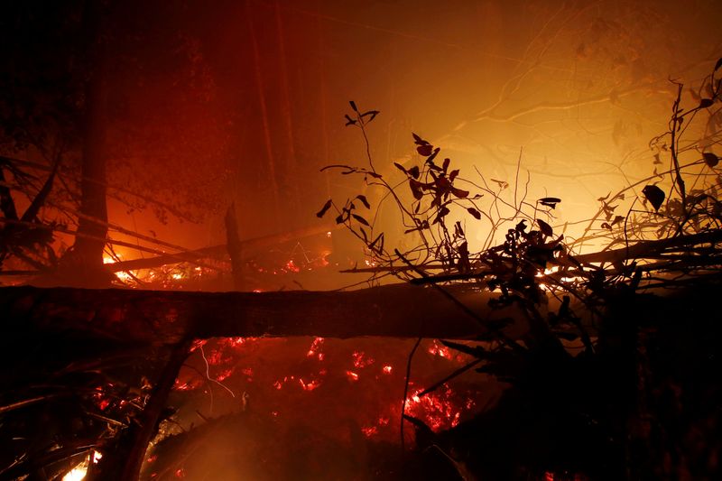 FILE PHOTO: Burnt trees are pictured during a forest fire in Kapuas regency near Palangka Raya