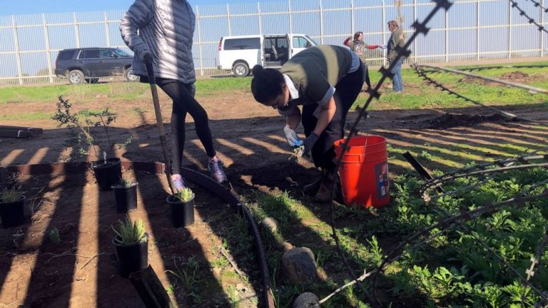 Border Patrol allows replanting after bulldozing garden