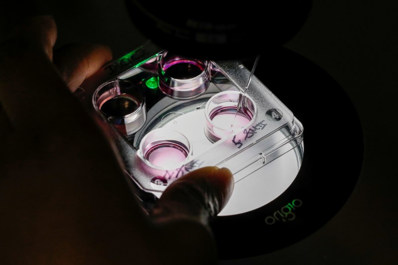 FILE PHOTO: A medical technician selects eggs for an in-vitro fertilization (IVF) procedure called Intracytoplasmic Sperm Injection (ICSI) at the Laboratory of Reproductive Biology CECOS of Tenon Hospital in Paris