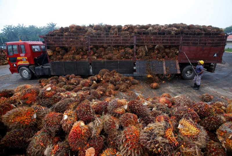 FILE PHOTO: A worker unloads palm oil fruits from a lorry inside a palm oil factory in Salak Tinggi, outside Kuala Lumpur, Malaysia