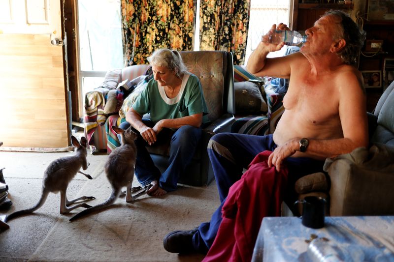 The Wider Image: At home with couple who saved baby kangaroos from the fires