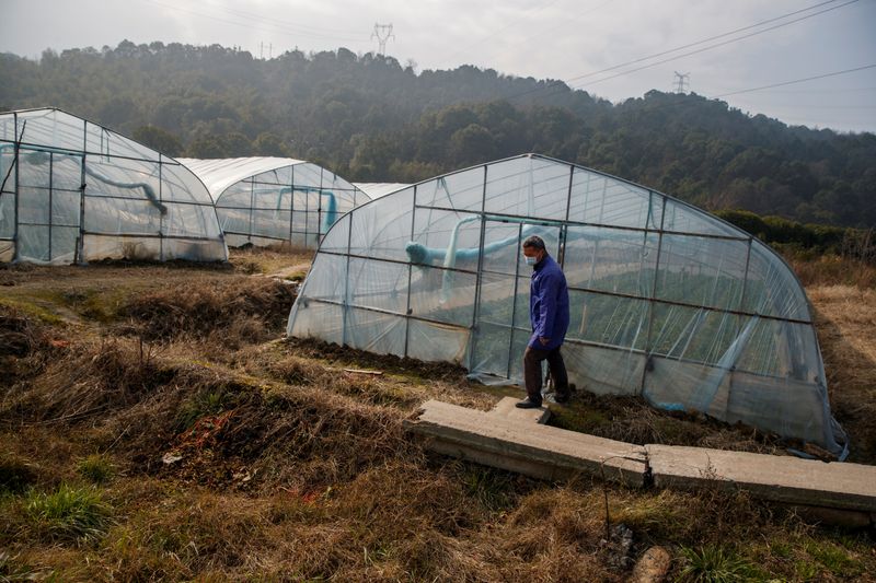 Strawberry farmer Li Zimin walks past a greenhouse at his farm where sales have been severely affected by the coronavirus outbreak in Jiujiang