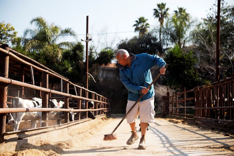 Israeli farmer Guy Golan sweeps the ground next to cow sheds at his farm in Be'er Tuvia