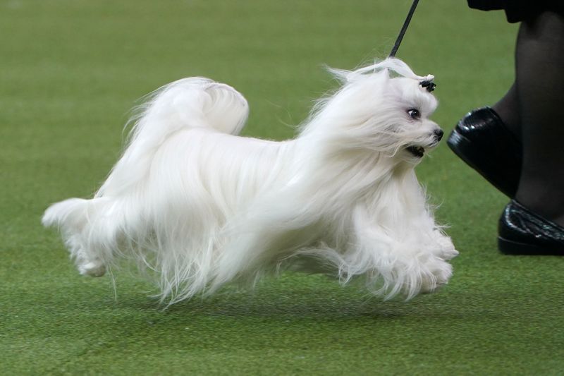 A Maltese named Timebomb is judged at the 2020 Westminster Kennel Club Dog Show at Madison Square Garden in New York City