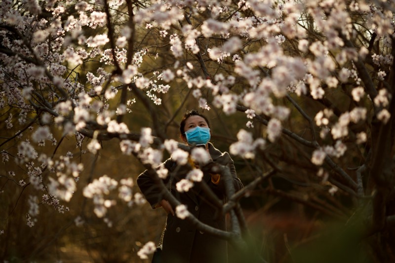 A woman wearing a protective mask looks at blossoms in a park on a sunny day in Beijing as the country is hit by an outbreak of the novel coronavirus disease (COVID-19)