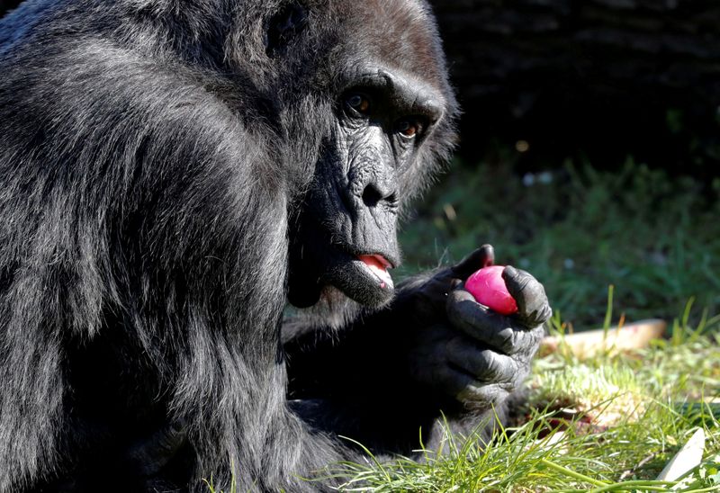 FILE PHOTO: Western lowland gorilla Fatou eats a hard-boiled Easter Egg during a media event at the Zoo in Berlin