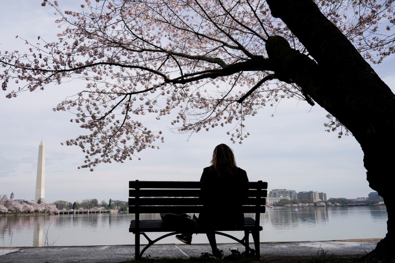A woman sits under blooming cherry trees during a global out break of coronavirus disease (COVID-19) in Washington