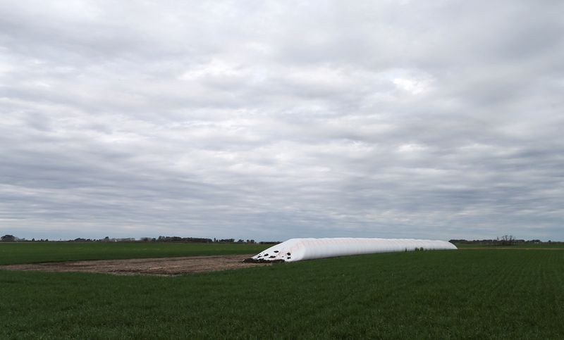 FILE PHOTO: A silo bag is seen at a field of wheat on farmland near Azul