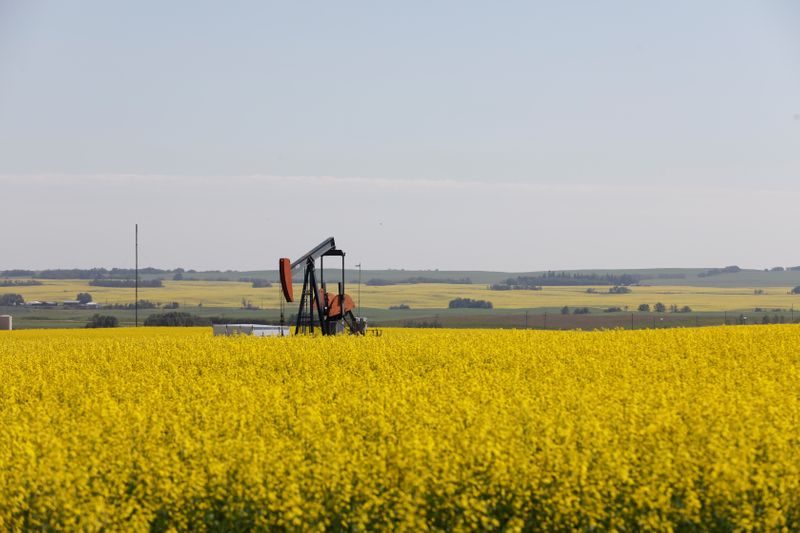 FILE PHOTO: Western Canadian canola fields surrounding an oil pump jack are seen in full bloom before they will be harvested later this summer in rural Alberta