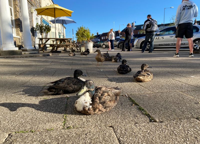 Ducks sit near a queue of people maintaining social distancing as they wait to pick up fish and chips, following the outbreak of the coronavirus disease (COVID-19), in Swaffham