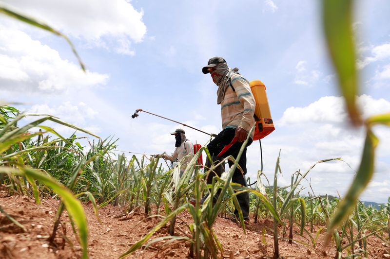 FILE PHOTO: Workers spray insecticide at a maize field destroyed by Fall Army Worm at Pak Chong district in Thailand
