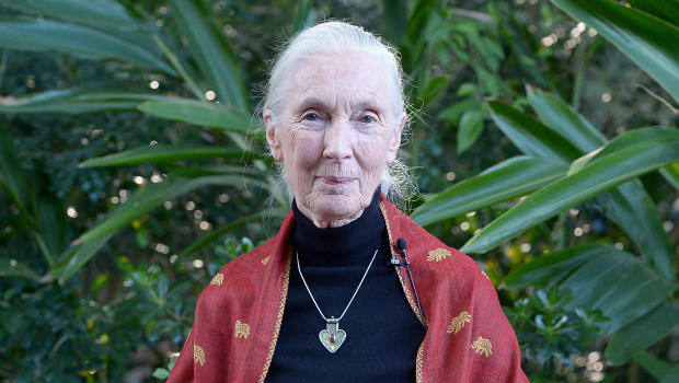 Jane Goodall: If humans don’t change “we’re going to destroy ourselves”