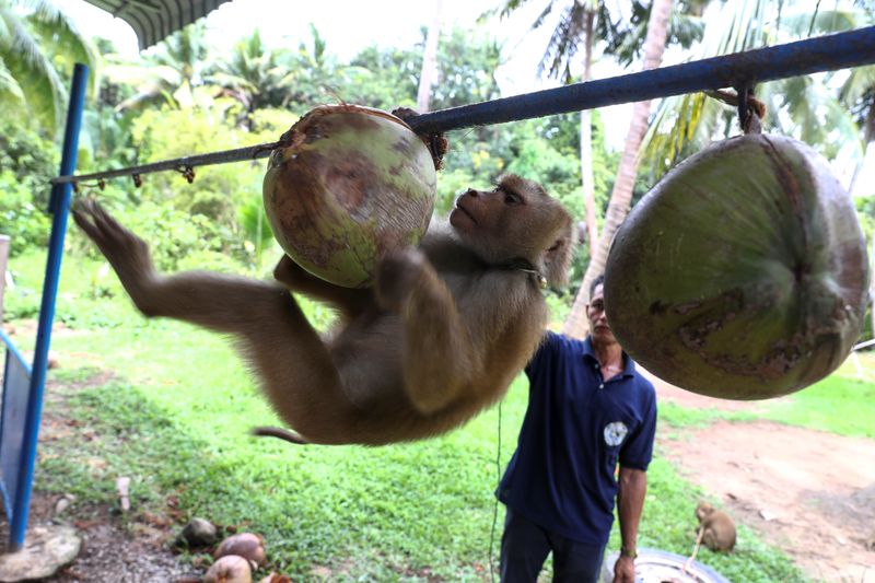 Nirun Wongwiwat, 52, a monkey trainer, trains a monkey during a training session at a monkey school for coconut harvest in Surat Thani province
