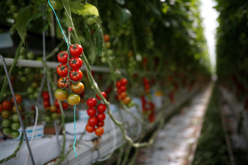 Tomatoes are seen in a greenhouse at the Roue farm in Cleder