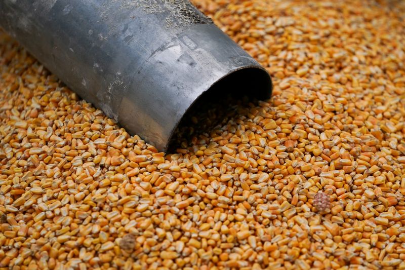 FILE PHOTO: Corn pictured on a farm in Roachdale, Indiana