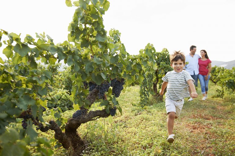 A renowned wine touring region that welcomes kids