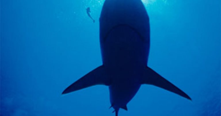 Rare shark attack kills tourist off St. Martin in eastern Caribbean