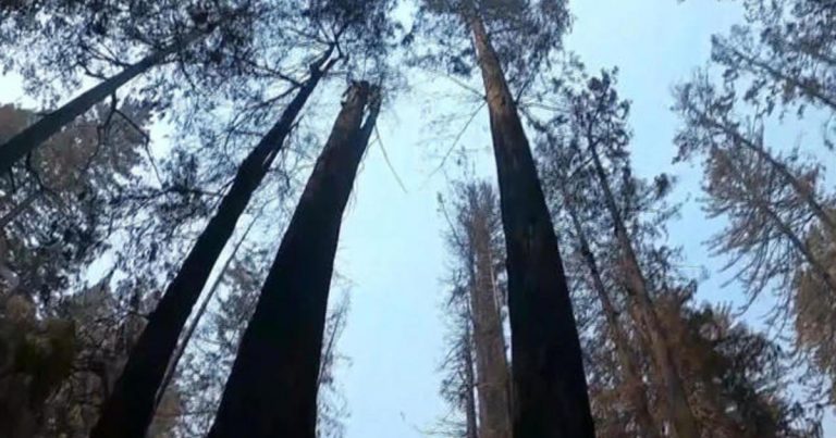 California’s iconic redwoods threatened by climate change