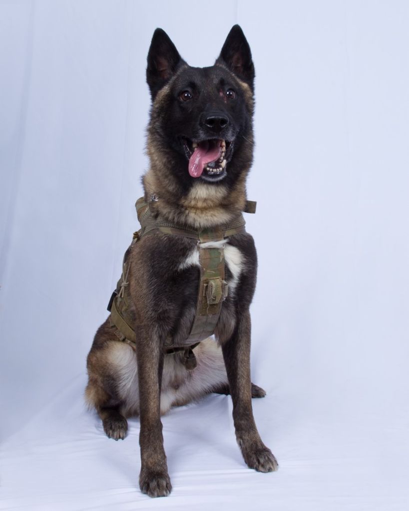 OCTOBER 30 - UNSPECIFIED, SYRIA: In this undated handout image provided by the Department of Defense, the military working dog who sustained minor injuries during the raid on ISIS leader Abu Bakr al-Baghdadi’s compound is seen. The dog is a 4 year veteran of the SOCOM K-9 program and has been a member of approximately 50 combat missions. On October 26, 2019, U.S. Special Operations forces closed in on al-Baghdadi’s compound in Syria with a mission to kill or capture the terrorist. The dog has returned to duty after being injured by a live electrical cable from the explosion of al-Baghdadi's suicide vest, which was detonated during the raid. (Photo by Department of Defense via Getty Images)