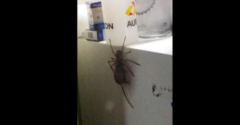 Watch: Giant spider drags off mouse