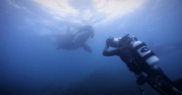 Brian Skerry showcases life under the sea in new documentary