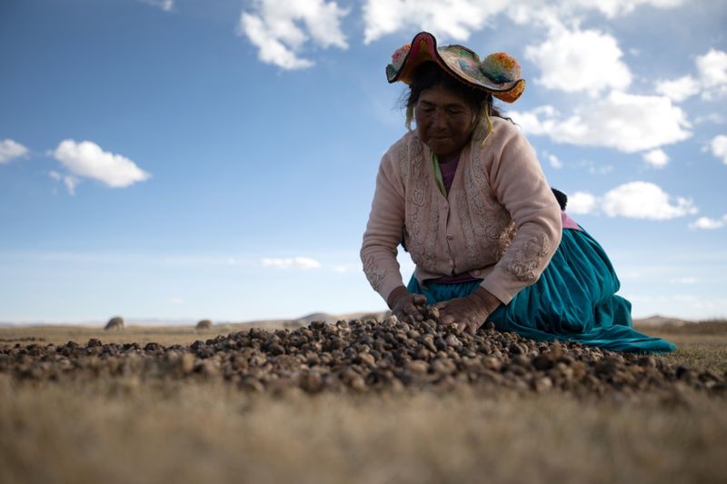 Maxima Ccalla moves dehydrated potatoes on a field in the Carata peasant community, in Puno