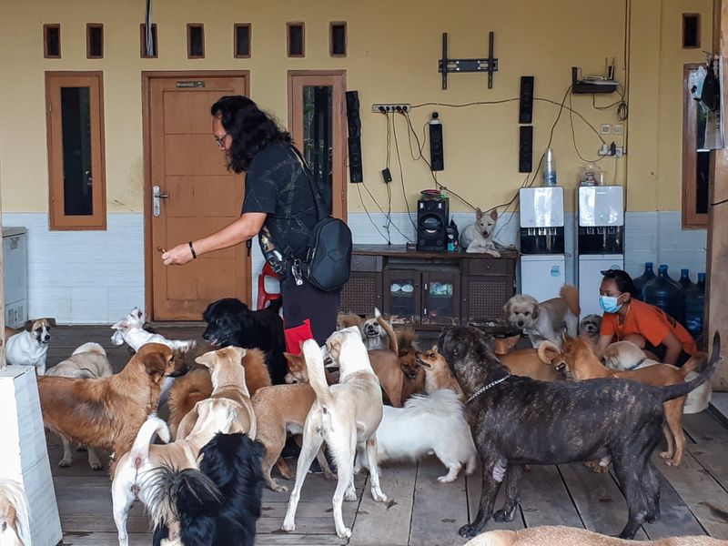 Founder of the Animal Defenders, Doni Herdaru Tona, feeds rescued dogs at their shelter in Parung, Bogor
