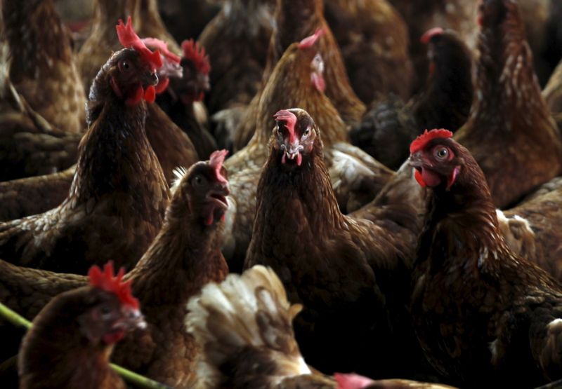 FILE PHOTO: Chickens are seen in a contaminate farm while workers from the Animal Protection Ministry prepare to cull them to contain an outbreak of bird flu, at a farm in the village of Modeste