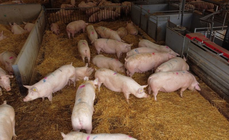 A group of breeding sows are pictured inside a barn on a family pig farm near Driffield