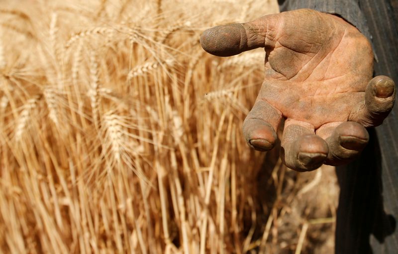 FILE PHOTO: A farmer shows his hand as he harvests wheat on Qalyub farm in the El-Kalubia governorate, northeast of Cairo