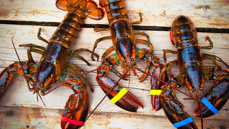 Three living lobsters view from above