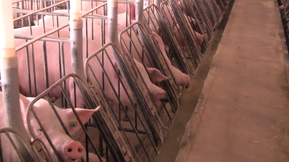 Proposition 12 is trying to ban gestation crates seen above. Source: Humane Society of the U.S.