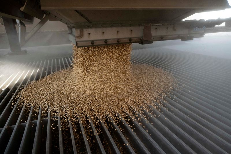 FILE PHOTO: Soybean and Corn harvest season in central Ohio.