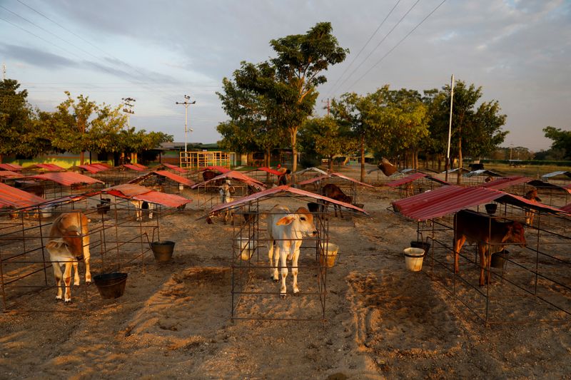 Venezuelan cattle ranchers struggle from economic strive and fuel shortages