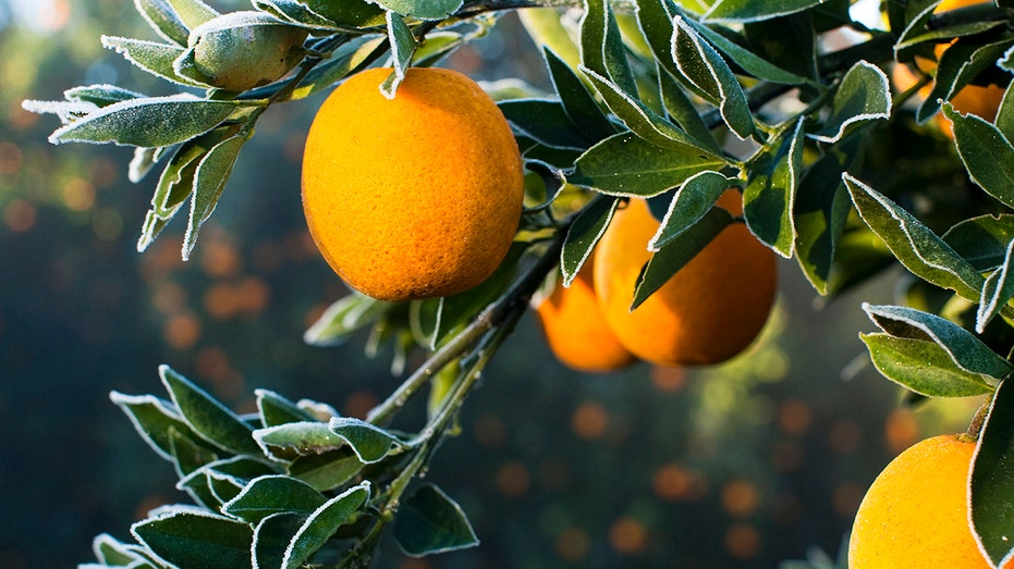 Morning frost sits on the leaves of an orange tree at a commercial grove near Winter Garden, Florida, on Thursday, Jan. 7, 2009.