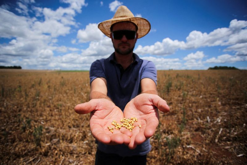 FILE PHOTO: Drought affects produtions in Rio Grande do Sul state