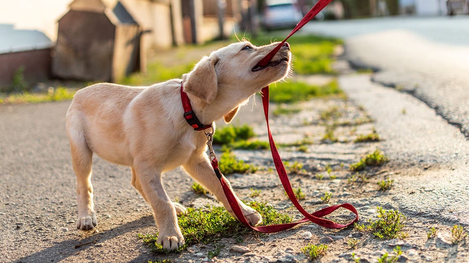 Labrador dog playing outdoors