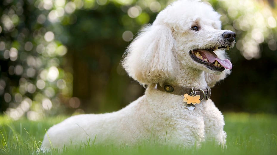 White poodle playing in the yard.