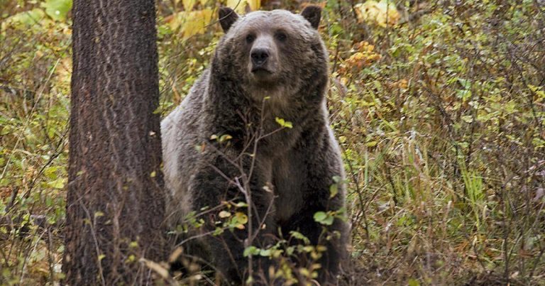 Authorities not trying to track down grizzly suspected of killing hiker