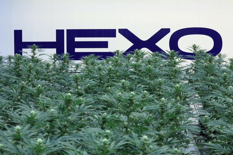 FILE PHOTO: A Hexo Corp logo is pictured behind cannabis plants at their facilities in Gatineau