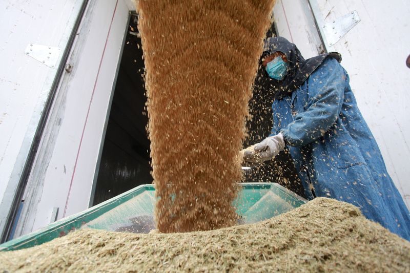 Worker is seen next to a machine transporting newly harvested paddy grains to a storage warehouse in Yangzhou, Jiangsu